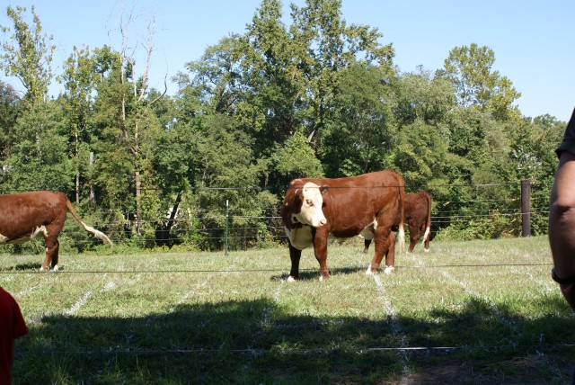 Cow Chip Bingo Sept-2007