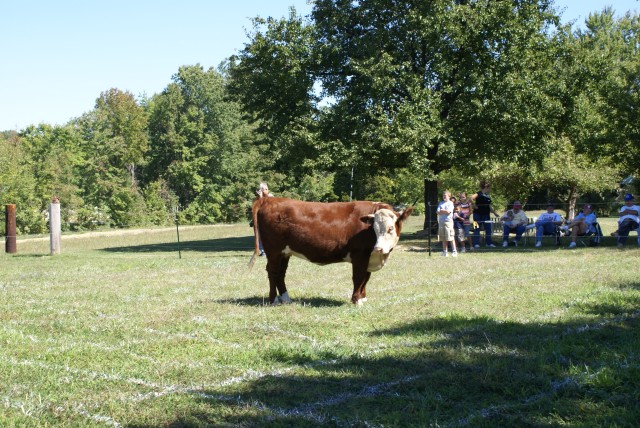 Cow Chip 